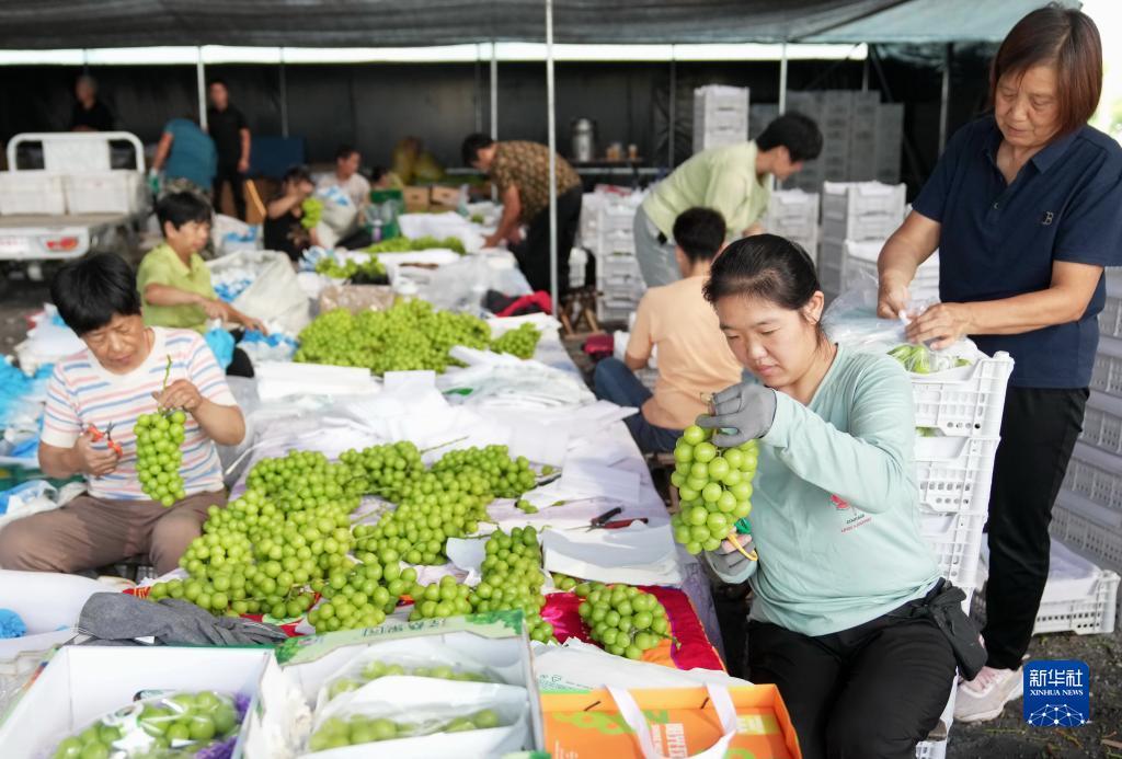 新宝返点最高是多少